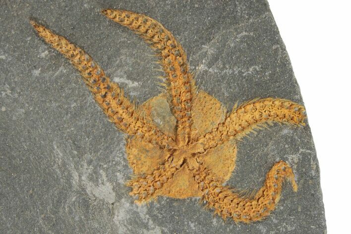 Ordovician Brittle Star (Ophiura) Pos/Neg - Morocco #218935